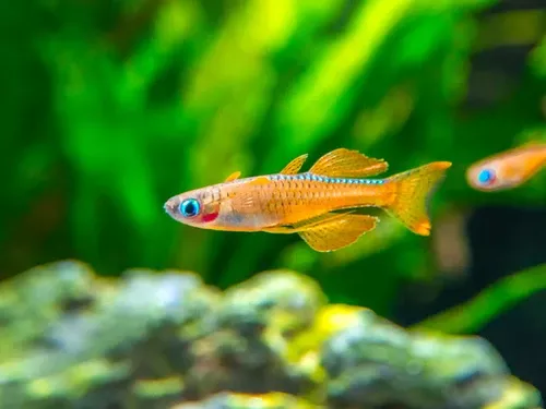 Blue Eyed Red Neon Rainbow