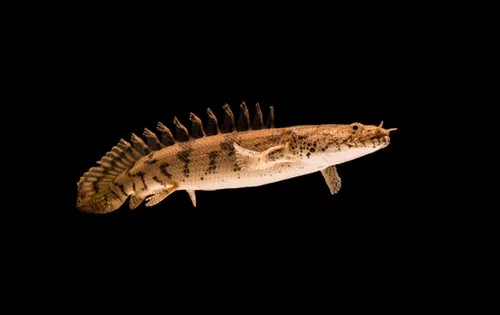 Saddled Bichir